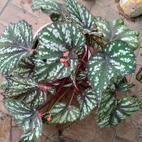 Gambar begonia silver batik dari Sekar ayu florist undefined 1 Tokopedia