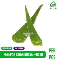 Gambar Sayur Pelepah Lidah Buaya Aloe Vera Segar Ukuran Sedang per Pcs dari Warung Saputra undefined 1 Tokopedia
