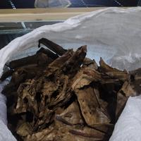 Gambar Daun ketapang /katapang dari Ria Anugrah01 undefined 2 Tokopedia