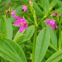 Gambar bibit gingseng herbal super dari Bibit Berkah jaya. undefined 1 Tokopedia