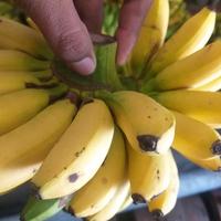 Gambar PISANG MAS FRES / SEGAR dari Buahsegarsurabaya99 undefined 4 Tokopedia