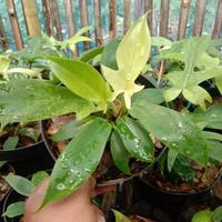 Gambar Florida ghost dari nada flora undefined 1 Tokopedia