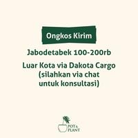 Gambar Bak Mandi Bakul Teraso + Tutup Kayu (60 x 45 cm) - STANDARD dari potnplant undefined 2 Tokopedia