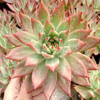 Gambar SUKULEN ECHEVERIA AGAVOIDES LIPSTIK dari Hafidz kaktus sukulen undefined 1 Tokopedia