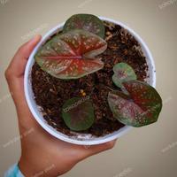 Gambar keladi import deep of heart/caladium DOH/keladi import dari P.W STORE 2 undefined 1 Tokopedia