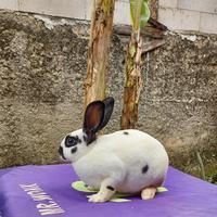 Gambar Kelinci Minirex bulu karpet remaja betina (1). dari Berkah Rabbit Wonk undefined 1 Tokopedia