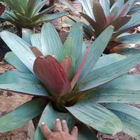 Gambar pohon bromelia jayen dari Andin nursery undefined 2 Tokopedia