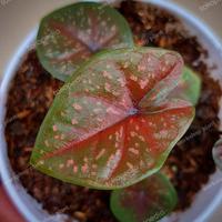 Gambar keladi import deep of heart/caladium DOH/keladi import dari P.W STORE 2 undefined 4 Tokopedia