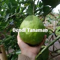 Gambar Bibit Pohon Jeruk Nipis Jumbo / Sudah Berbunga atau Berbuah dari Dendi Tanaman undefined 3 Tokopedia