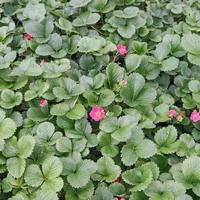 Gambar Bibit Tanaman Buah Strawberry Merlan ( Berbuah ) dari FamilyGarden_NEW undefined 4 Tokopedia