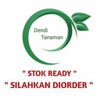 Gambar Bibit Pohon Jeruk Nipis Jumbo / Sudah Berbunga atau Berbuah dari Dendi Tanaman undefined 5 Tokopedia