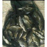 Gambar ESSEN IKAN MAS BABON DAN RAME dari Almarogi Fishing undefined 2 Tokopedia
