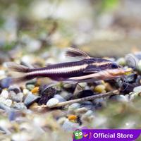 Gambar Platydoras / Stripped Raphael Catfish - Size ± 5cm dari Cupang Guppy Kingdom undefined 1 Tokopedia