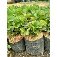 Gambar Bibit Tanaman Buah Strawberry Merlan ( Berbuah ) dari FamilyGarden_NEW undefined 3 Tokopedia