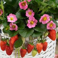 Gambar Bibit Tanaman Buah Strawberry Merlan ( Berbuah ) dari FamilyGarden_NEW undefined 5 Tokopedia