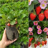 Gambar Bibit Tanaman Buah Strawberry Merlan ( Berbuah ) dari FamilyGarden_NEW undefined 1 Tokopedia