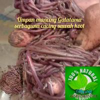 Gambar cacing sawah umpan mancing isi 30 dari Dilherbal undefined 1 Tokopedia
