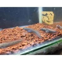 Gambar chana andrao 3-4cm dari Classical-fish undefined 2 Tokopedia