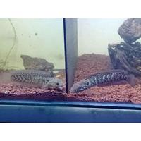 Gambar ikan chana asiatica ws (single tank) size 6-9cm dari Classical-fish undefined 2 Tokopedia