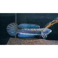 Gambar chana pulchra mental preman size 9-12cm murah dari Classical-fish undefined 1 Tokopedia