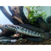 Gambar ikan chana asiatica ws (single tank) size 6-9cm dari Classical-fish undefined 1 Tokopedia