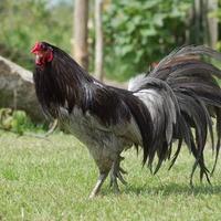 Gambar Ayam Blue Sumatera Indukan Sepasang dari Ayam Hias Jawa Tengah undefined 2 Tokopedia