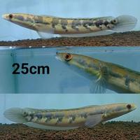 Gambar ikan channa 15-17cm dan 9-10cm dan 3-5 cm maru yellow sentarum (red - Ys, 3-5cm dari Classical-fish undefined 4 Tokopedia