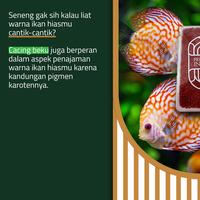 Gambar Cacing Darah Beku / Frozen Bloodworm Kemasan Kapsul - Pakan Ikan Hias dari Premium Insect undefined 4 Tokopedia
