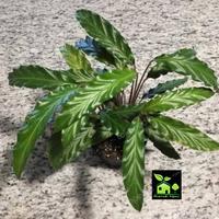 Gambar Tanaman hias Calathea rufibarba dari rumahhijaulestari2 undefined 1 Tokopedia