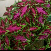 Gambar tanaman miana pipit cantik dari herbs&plants store undefined 1 Tokopedia