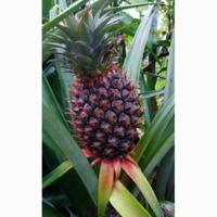 Gambar Nanas Merah Muda segar dari Berkah alam tasikmalaya undefined 1 Tokopedia