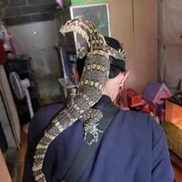 Gambar Varanus salvator + biawak Jawa jinak total aman buat anak-anak dari Reptiler Gabut undefined 5 Tokopedia