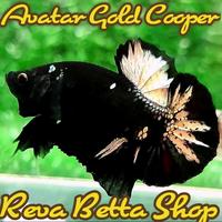 Gambar Ikan Cupang Avatar Gold Cooper Male Bahan Proses Mutasi Warna dari ErzaBeautyShop undefined 1 Tokopedia