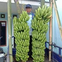 Gambar bibit pisang mulyo malang asli dari MUTIARA-BIBIT ID undefined 2 Tokopedia