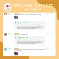 Gambar IKAN MAS KOKI RANCHU CALICO JUMBO SIZE 13 CM GOOD QUALITY BERGARANSI dari DELIMAMERAHFARM STORE undefined 3 Tokopedia