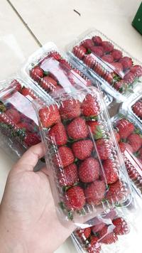 Gambar Stroberi Lokal Fresh Mika Kecil Palembang - 100 gram dari Furutsu shop undefined 1 Tokopedia