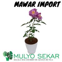 Gambar Tanaman Mawar Import BLUE FOR YOU Berbunga Wangi & Bergaransi dari Mulyosekar undefined 2 Tokopedia