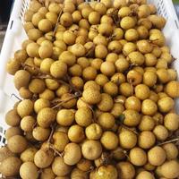 Gambar Buah Kelengkeng Import Kelengkeng 1Kg / Kelengkeng Murah / [COD] - 1Kg dari pandawafood.id undefined 2 Tokopedia
