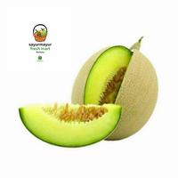 Gambar Melon Buah Premium 1pcs dari Sayurmayur fresh mart undefined 1 Tokopedia