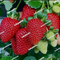 Gambar bibit buah strawberry jumbo asli dari Aneka Bibit Jaya_NEW undefined 1 Tokopedia