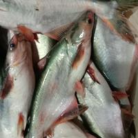 Gambar Ikan Patin Merah Segar Fresh Dan Berkualitas dari BandarIkanHarian undefined 3 Tokopedia