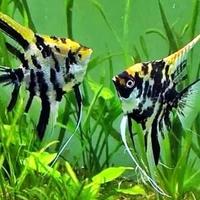 Gambar ikan layang layang manfish dari udang hias murah undefined 4 Tokopedia