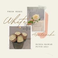 Gambar Bunga Mawar Putih Satuan isi 1 Tangkai/Mawar Asli Segar/Avalanche Rose dari Kelopak House undefined 2 Tokopedia