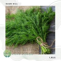 Gambar Benih Bibit Biji - Daun Dill / Adas Sowa (Anethum graveolens) Herb dari Awas Kesetrum undefined 1 Tokopedia