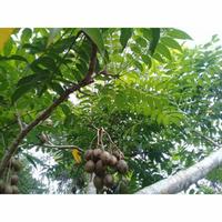 Gambar daun kedondong segar petik dari cagau store undefined 1 Tokopedia
