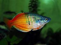 Gambar X-EXOTIC FISH - RAINBOW BOESEMANI dari X-AQUAWORLD undefined 3 Tokopedia
