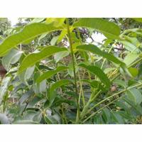 Gambar daun kedondong segar petik dari cagau store undefined 3 Tokopedia