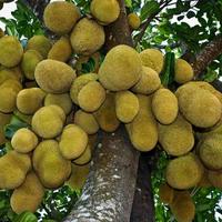 Gambar Pupuk Organik Pelebat Buah dan Booster Nangka Cepat Berbuah Lebat dari lestari bibit penghijauan undefined 3 Tokopedia