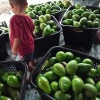 Gambar Alpukat Mentega Maumere dari Maryam-MarketHalal undefined 4 Tokopedia