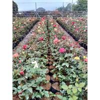 Gambar Paket 5 Tanaman Bunga Mawar Hidup Bisa Pilih Warna dari FamilyGarden_NEW undefined 5 Tokopedia